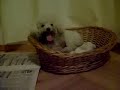 Ella es Flopi, el 6 de abril fue su primer parto, sin complicaciones! tubo dos cachorritos hermosos!!