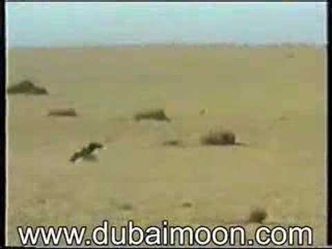 Falconry
