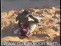 Falconry