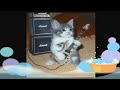 Tom Cat plays rock\