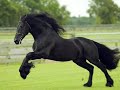 cavalli al galoppo.wmv
