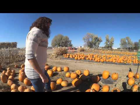 how to harvest pumpkin meat