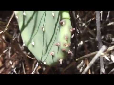how to harvest a shrub of pears