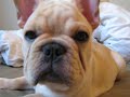 Adorable Creme frenchie!