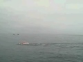 La Jolla Tour of Buoys 2008