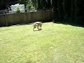 Re: Sarah McLachlan Animal Cruelty Video