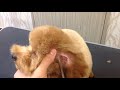 トイプードルのテディベア顔のカット(基本編)"Toy poodle of the face of the cut, teddy bear style Basic Administration" プードル