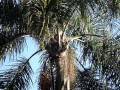 Macacos no meu quintal.wmv