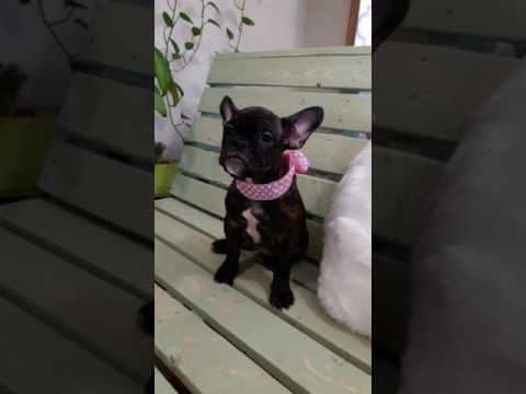 Pepper Female French Bulldog
