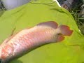 SG. SIPUT AROWANA BREEDING FARM-06