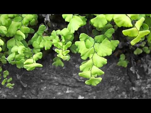 how to fertilize maidenhair fern