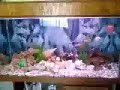 Meu Aquario de ciclídeos Africanos, com papagaio, corais e conchas. 