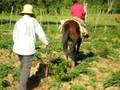 videos de CULTIVANDO A TRACCION ANIMAL