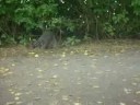 Mapaches en Stanley Park