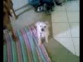 Scruffy wants to go