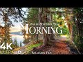 MORNING NATURE - RELAXATION FILM - PEACEFUL R ..