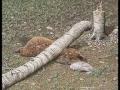 Beaver - The Reach Around Rodeo Clowns