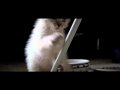 Name my New Kitten, Rockies Shots, and Creature Talk on Itunes