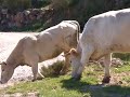Riaño 100% Montaña Leonesa [1]