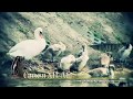videos de Drub'n'Bass