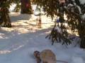 videos de A Snowy, Sunny Day with Koda and Kenai