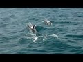 Dolphins in Ashdod 13.4.2012