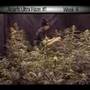 High Times Cup Crop Grown by Green House 2006 Amsterdam