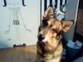 my dawg Pxo