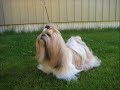 Shih Tzu girl NV-dogshow 2007