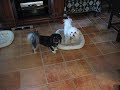 Dogbook Movie: Life is fun