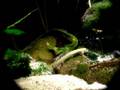 videos de Aborichthys