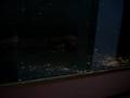 videos de ornate bichir & endlicheri endlicheri