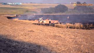 Лелеки на пожежах Сокальщини