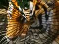 zoo d'anvers