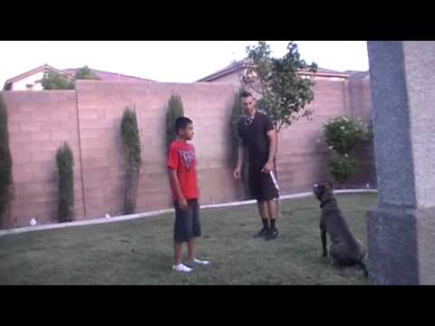 how to properly train a pitbull