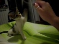 kitten playing 1