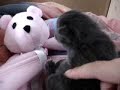 Wilbur the Orphaned Kitten