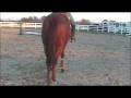 videos de Paisleyville Confirmation Thoroughbred For Sale