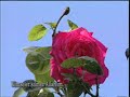 Mehmet Emin Ay - Beyaz Dilek�e ( ALLAH\