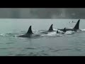 New Baby Orca