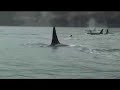 New Baby Orca - Center for Whale Research
