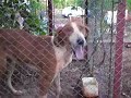 Foxhound Americano e Anglo Frances