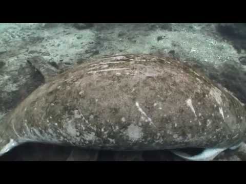 Crystal River Manatee Educational Video