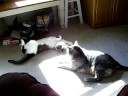 High Noon at the Sunbeam Corral