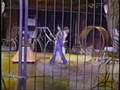 Tigre ataca a conductora de UNIVA TV