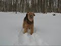 Krzysztof Malinowski - Cute dog \"Kora\" - Airedale Terrier