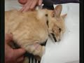 Choctaw Cat Shot With Arrow