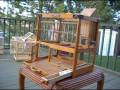 Custom Built Bird Cages - Towa Towa / Canaries / Finches / Small Birds