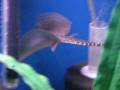 videos de fish for saleee 116.AVI