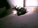 jasmine the dachshund